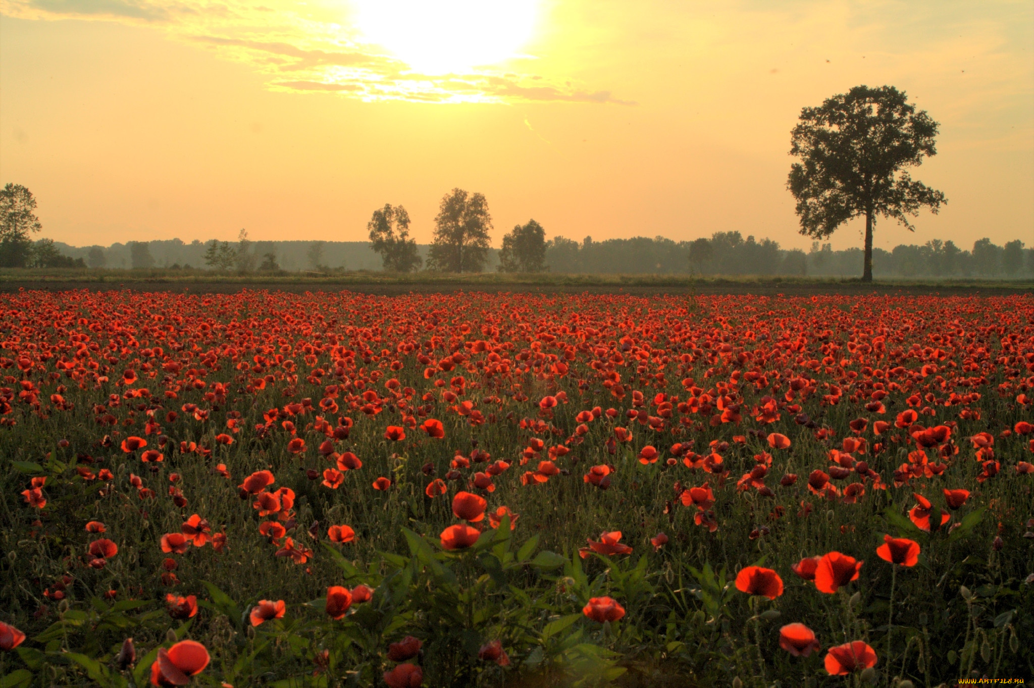 Poppy field. Поле маков. Луг с маками. Поле цветущего мака. Маковое поле на рассвете.